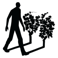 Domaine des Roches Neuves