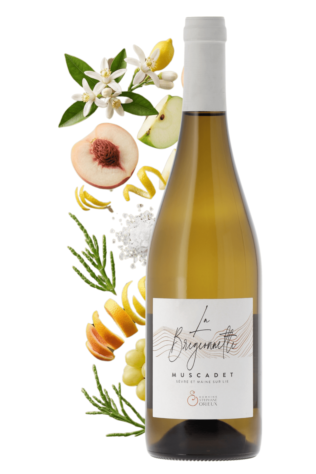 Muscadet Sèvre et Maine Domaine Stéphane Orieux 2024 - frontbs