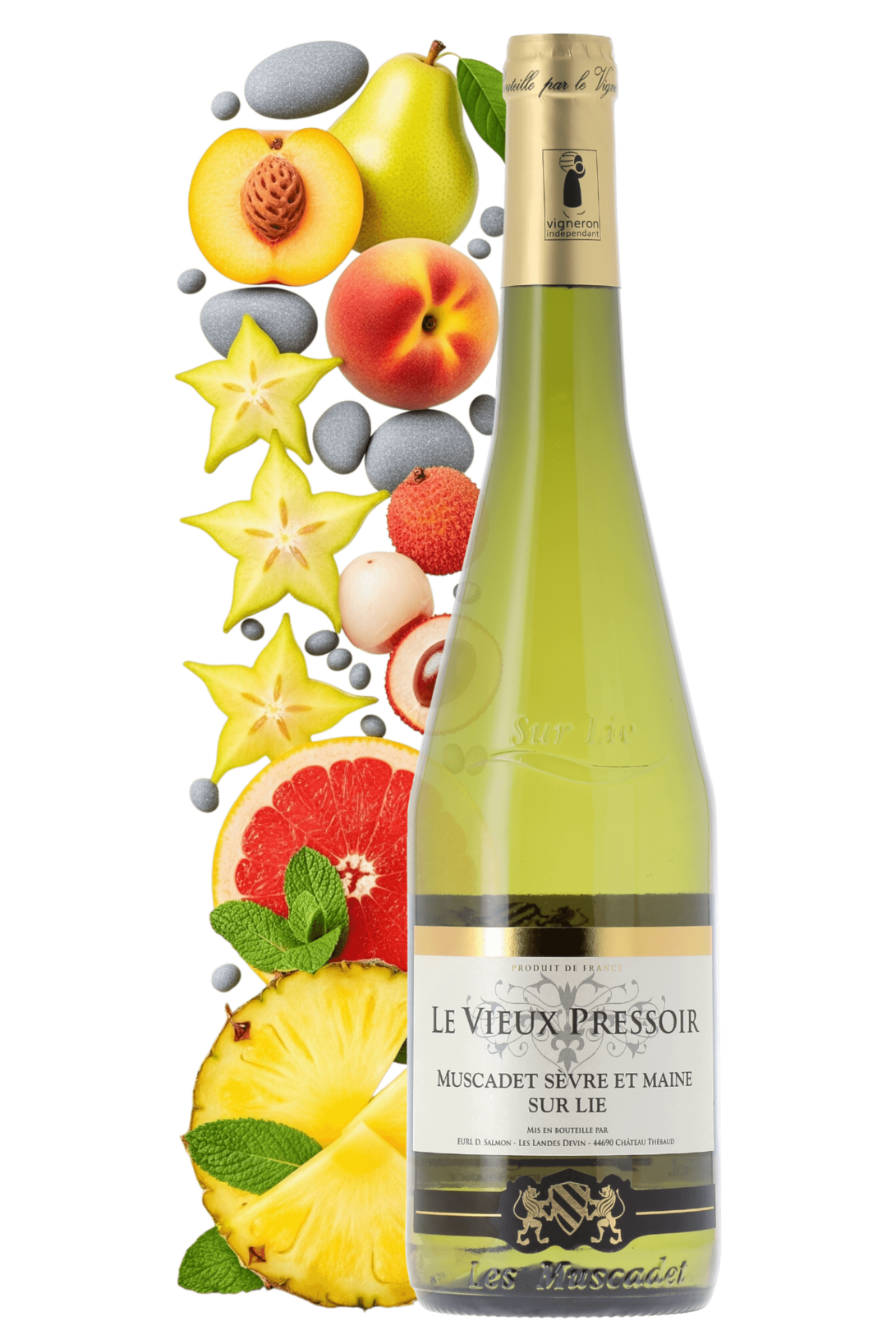 Muscadet Sèvre et Maine sur Lie Le Vieux Pressoir Domaine Salmon 2024 - frontbs